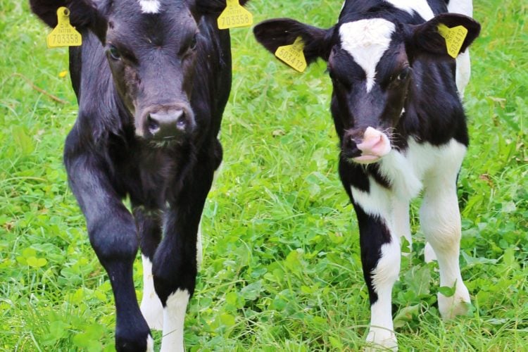 Celebrating #OrganicSeptember with Arla Organic Free Range Milk