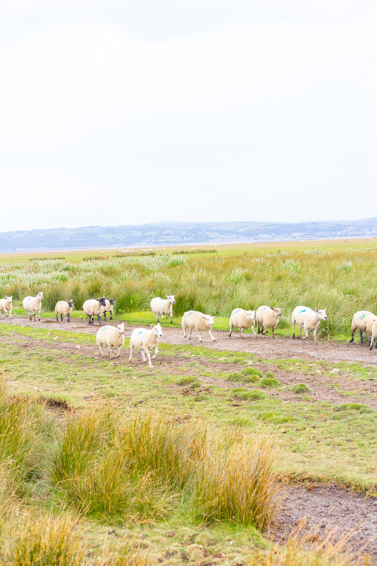 Welsh Salt Marsh Lamb